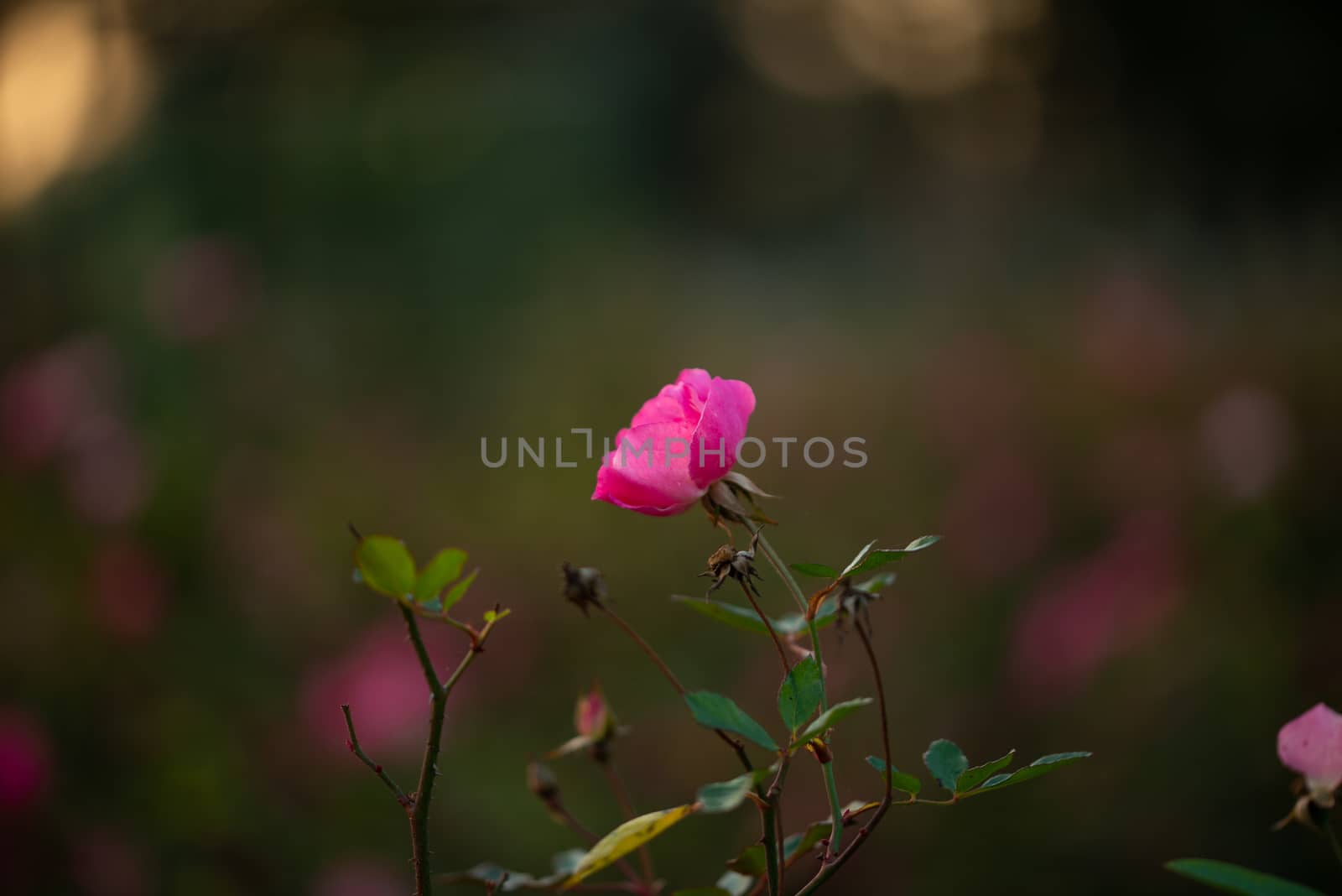 Colorful, beautiful, delicate pink rose in the garden, Beautiful pink roses garden in Islamabad city, Pakistan. by shaadjutt36