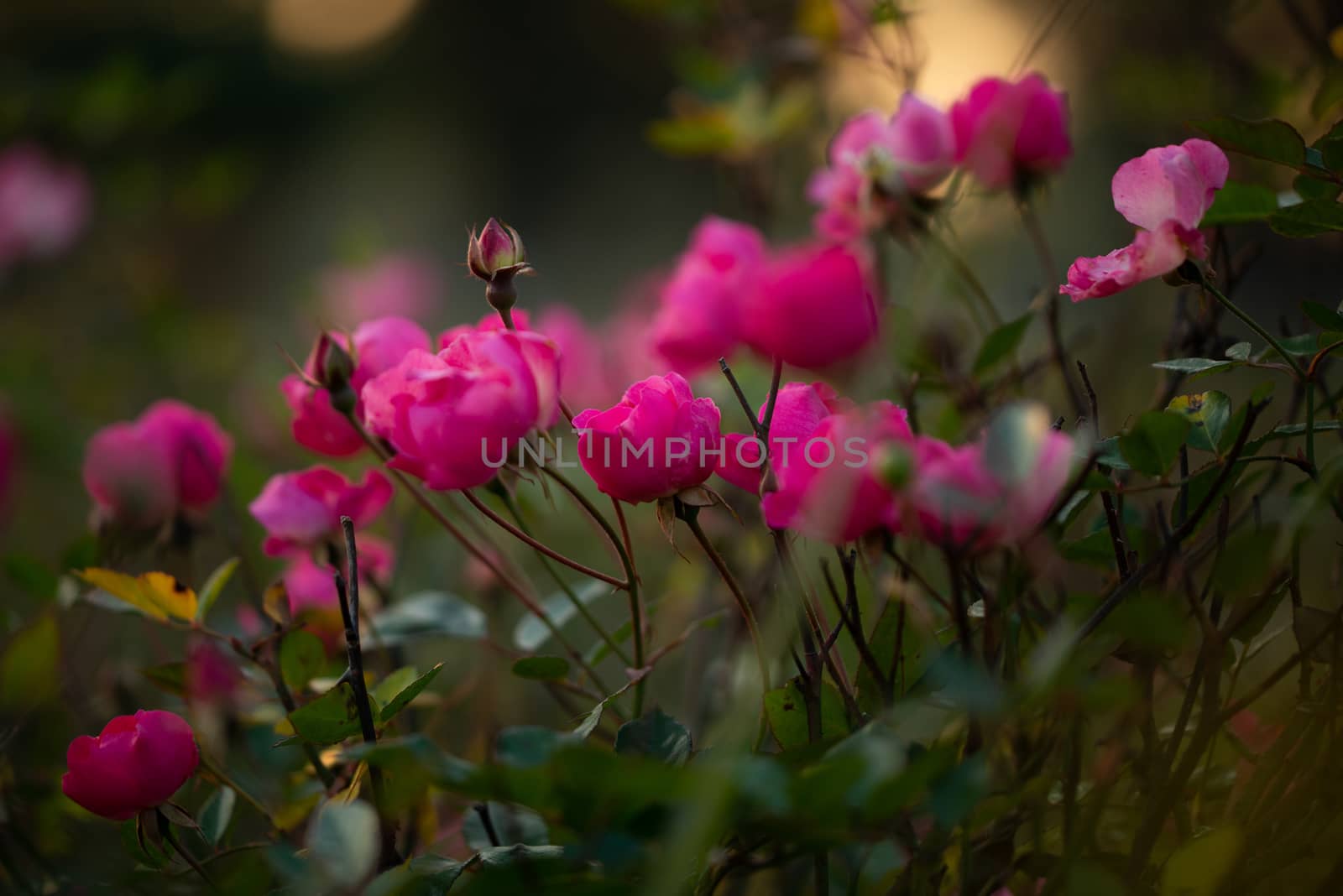 Colorful, beautiful, delicate pink rose in the garden, Beautiful pink roses garden in Islamabad city, Pakistan.