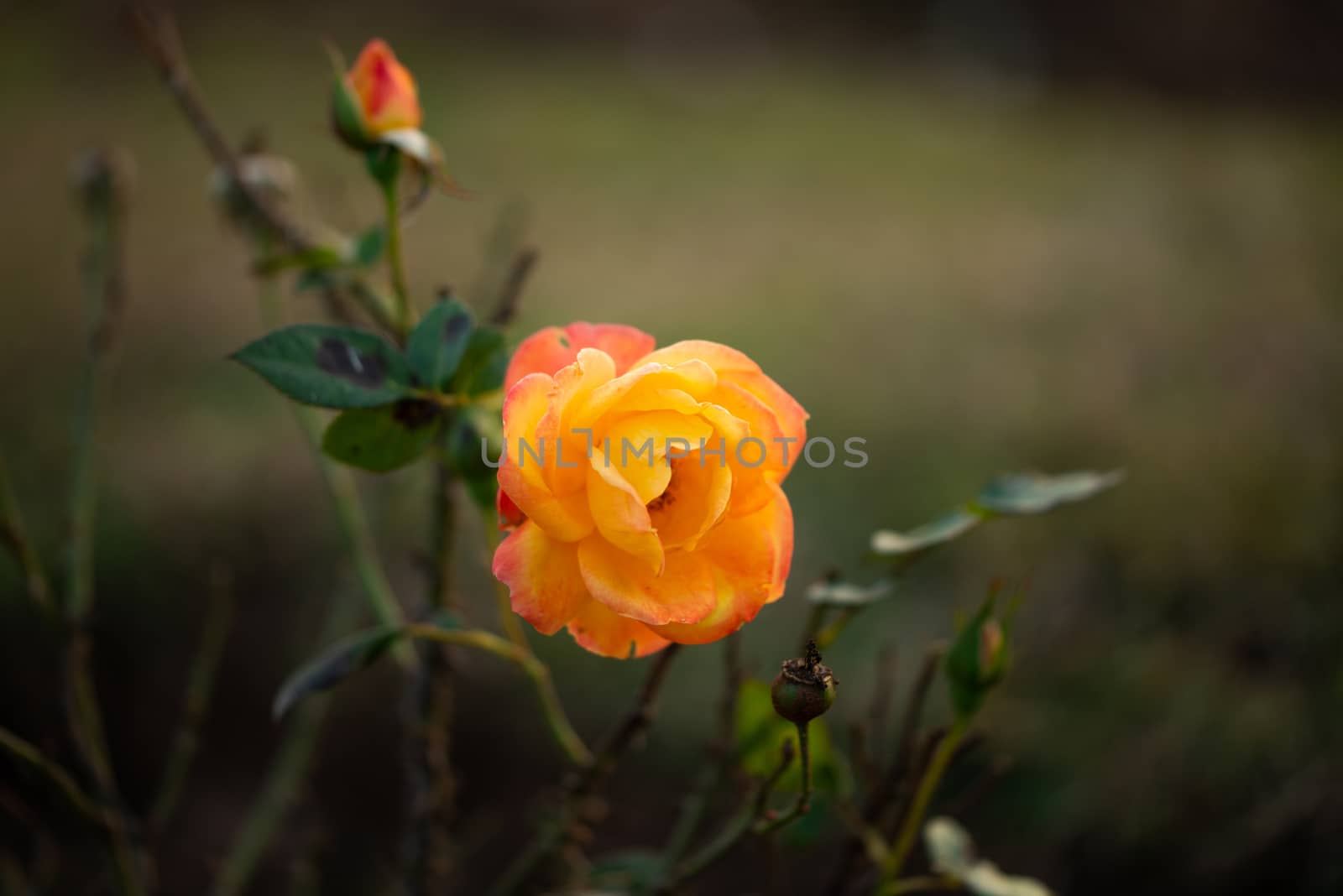 Beautiful flower orange rose blossom in nature garden with branch and green leaves by shaadjutt36