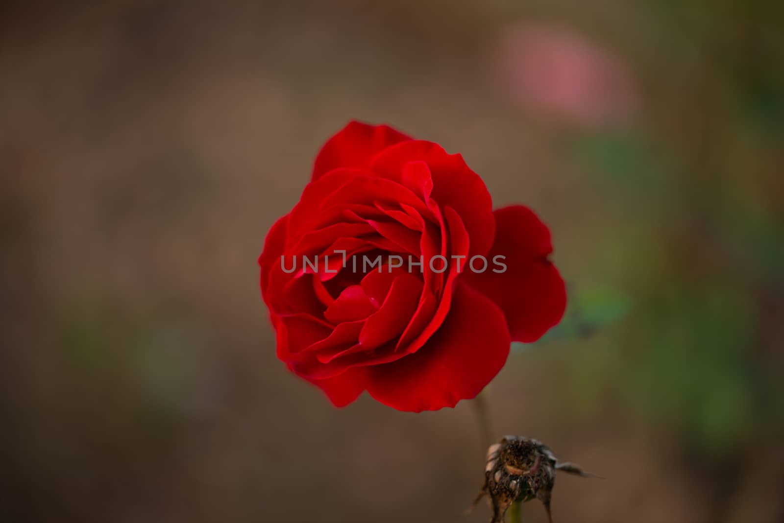 Colorful, beautiful, delicate red rose in the garden, Beautiful red roses garden in Islamabad city, Pakistan.
