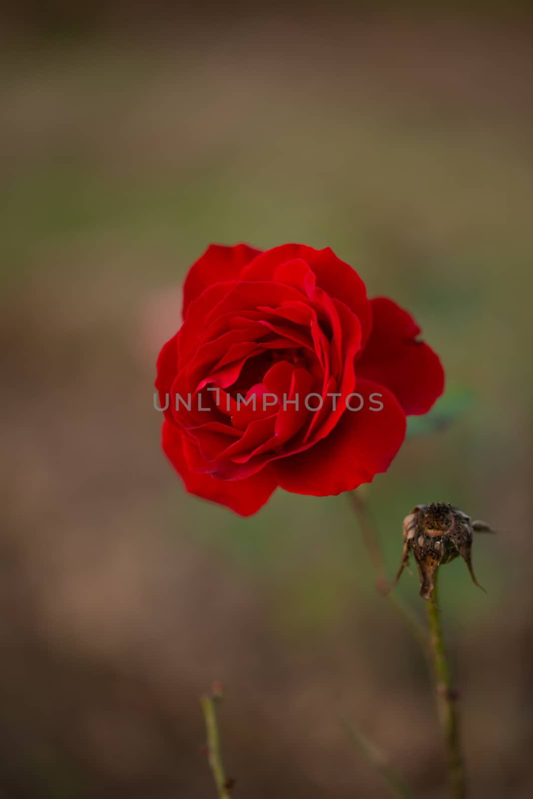 Colorful, beautiful, delicate red rose in the garden, Beautiful red roses garden in Islamabad city, Pakistan.