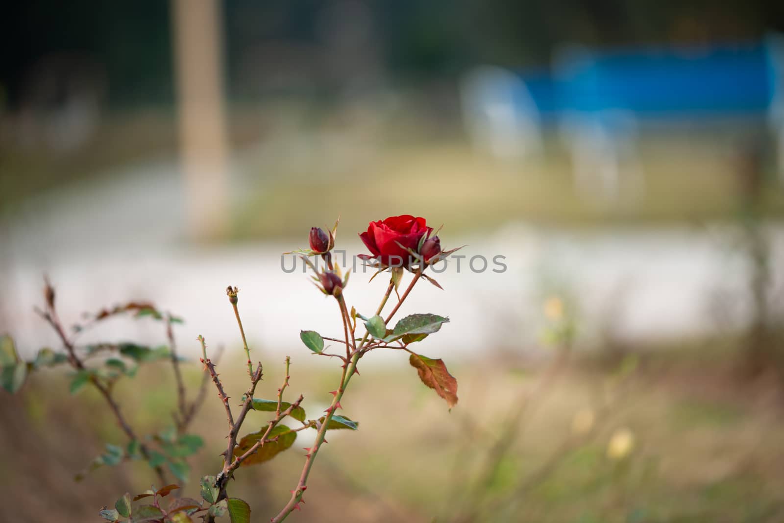 Colorful, beautiful, delicate red rose in the garden, Beautiful red roses garden in Islamabad city, Pakistan. by shaadjutt36