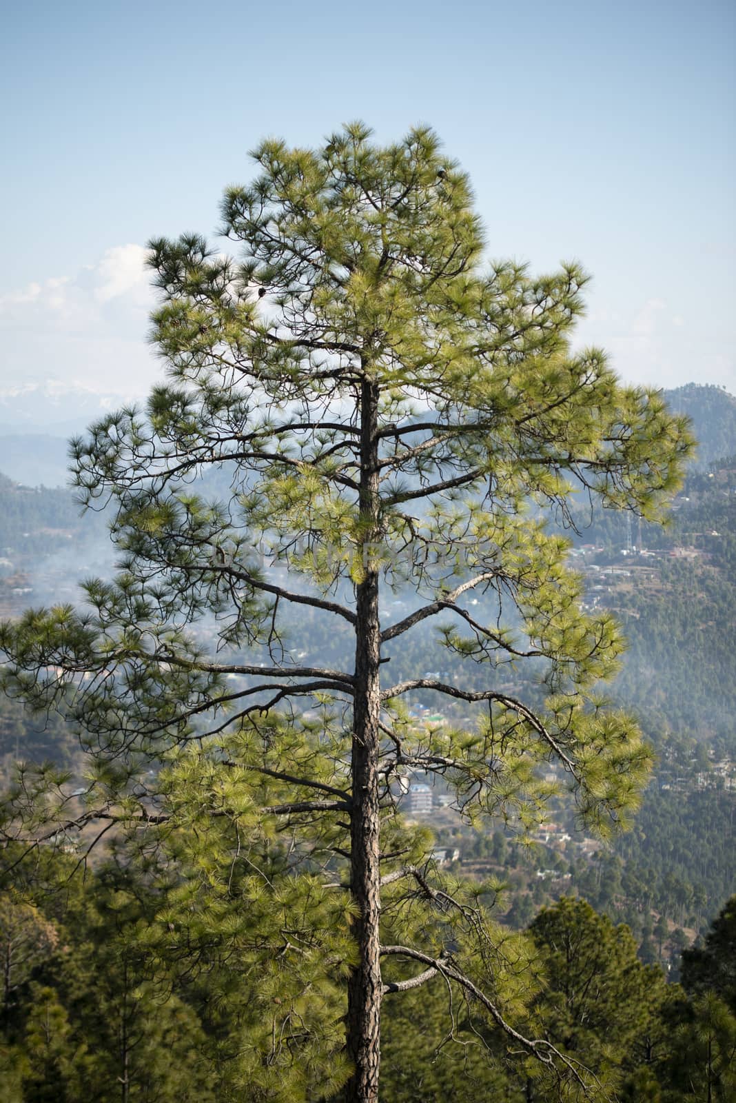 Forest of green pine trees on mountainside. by shaadjutt36