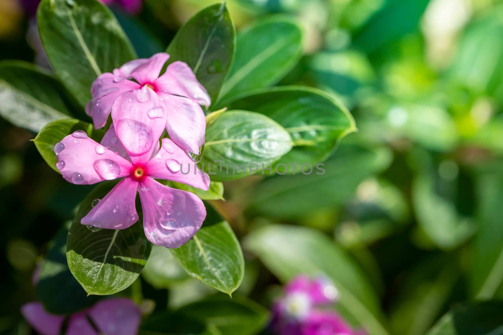 The background image of the colorful flowers, background nature