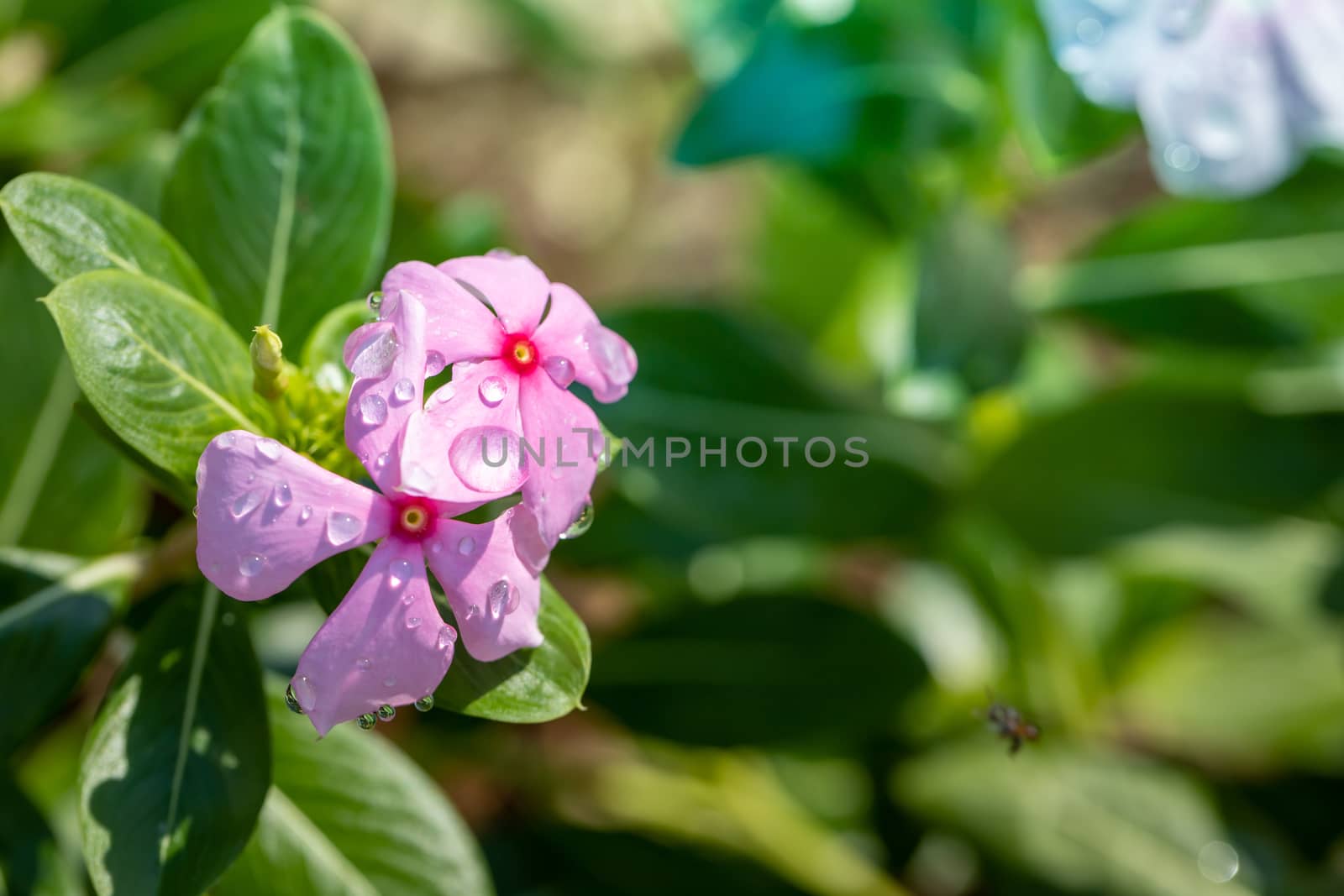 The background image of the colorful flowers, background nature