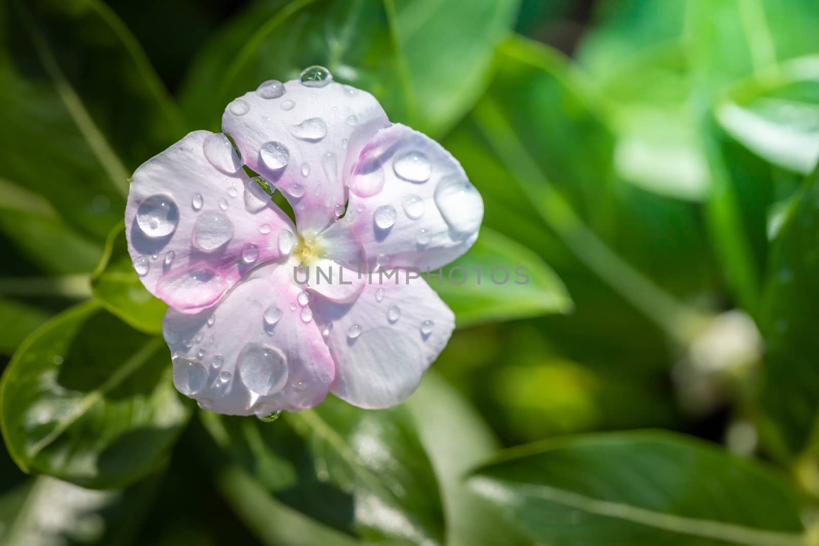 The background image of the colorful flowers, background nature