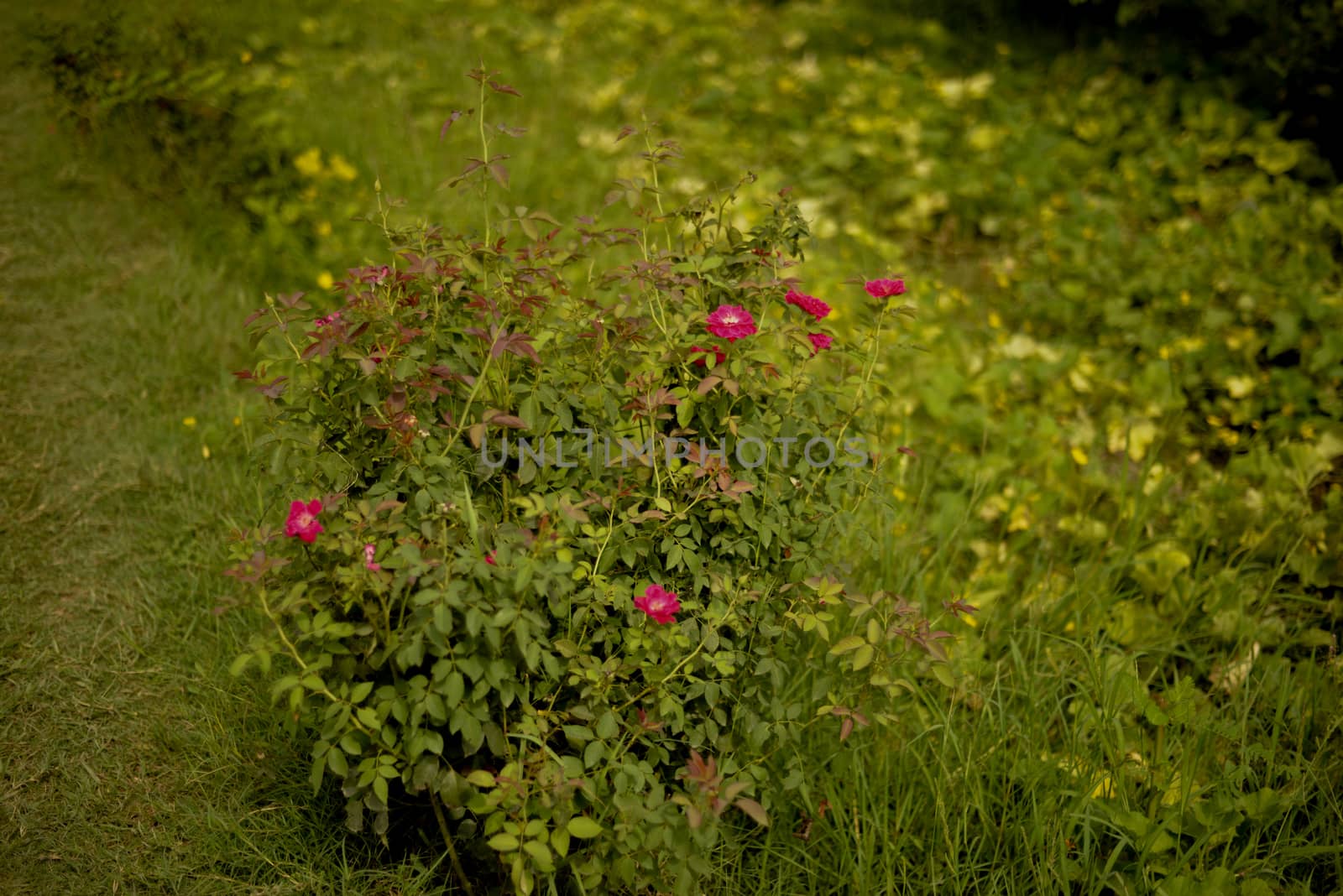 Colorful, beautiful, delicate red rose in the garden, Beautiful red roses garden