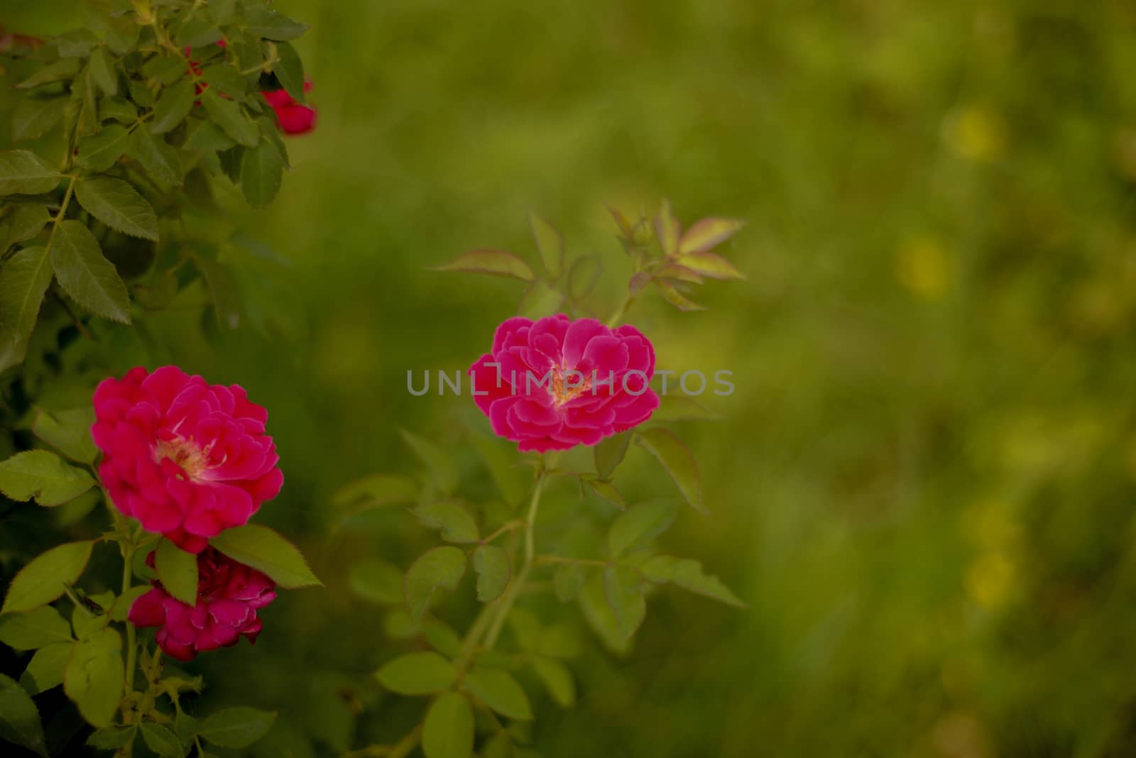 Colorful, beautiful, delicate red rose in the garden, Beautiful red roses garden by shaadjutt36