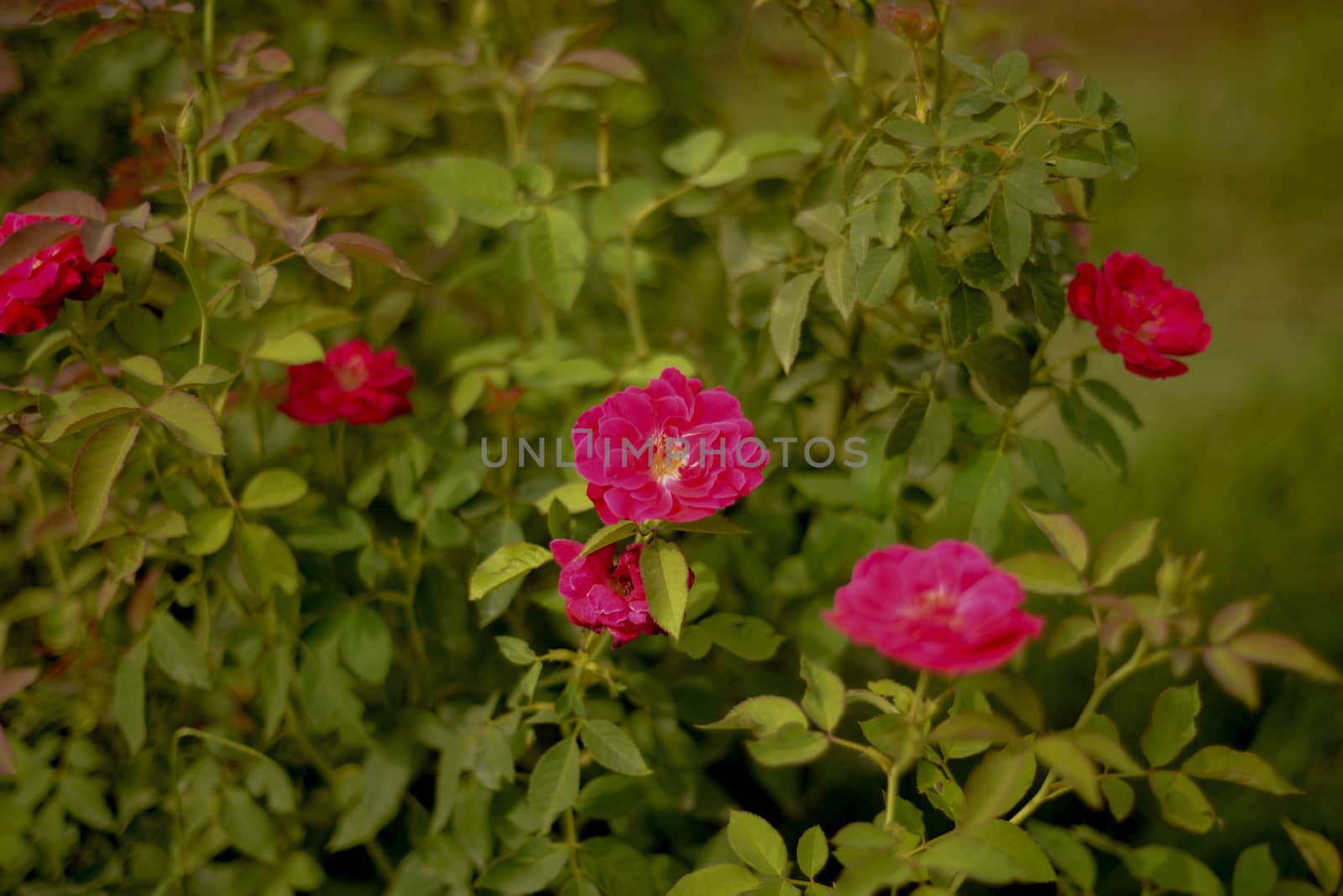 Colorful, beautiful, delicate red rose in the garden, Beautiful red roses garden