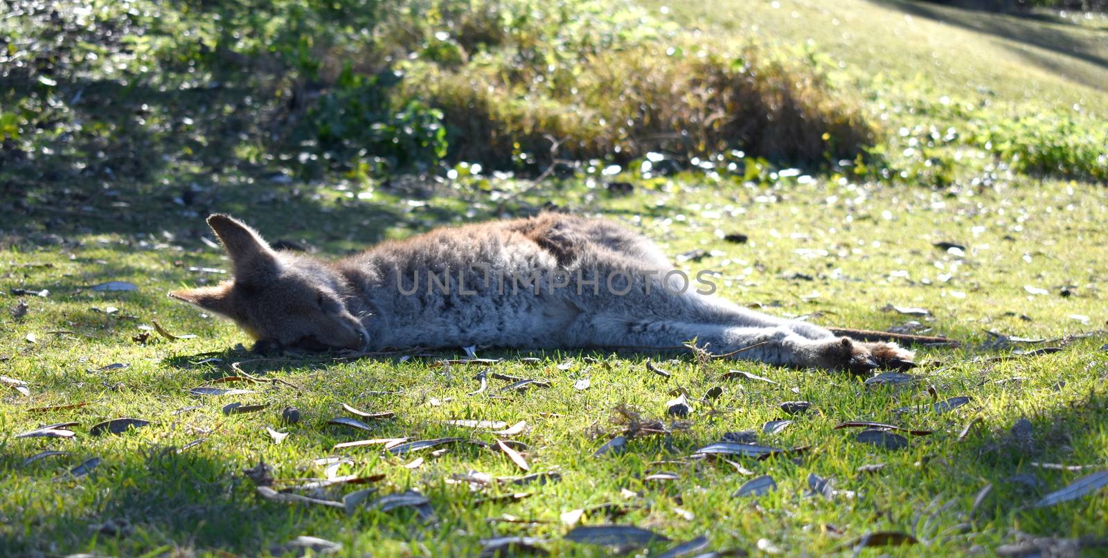 A kangaroo resting on grass