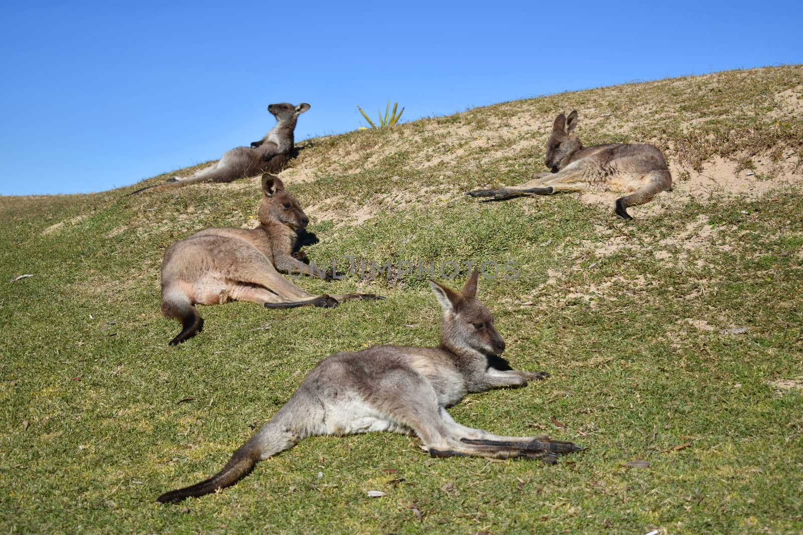 Four kangaroos resting on a grassy hill