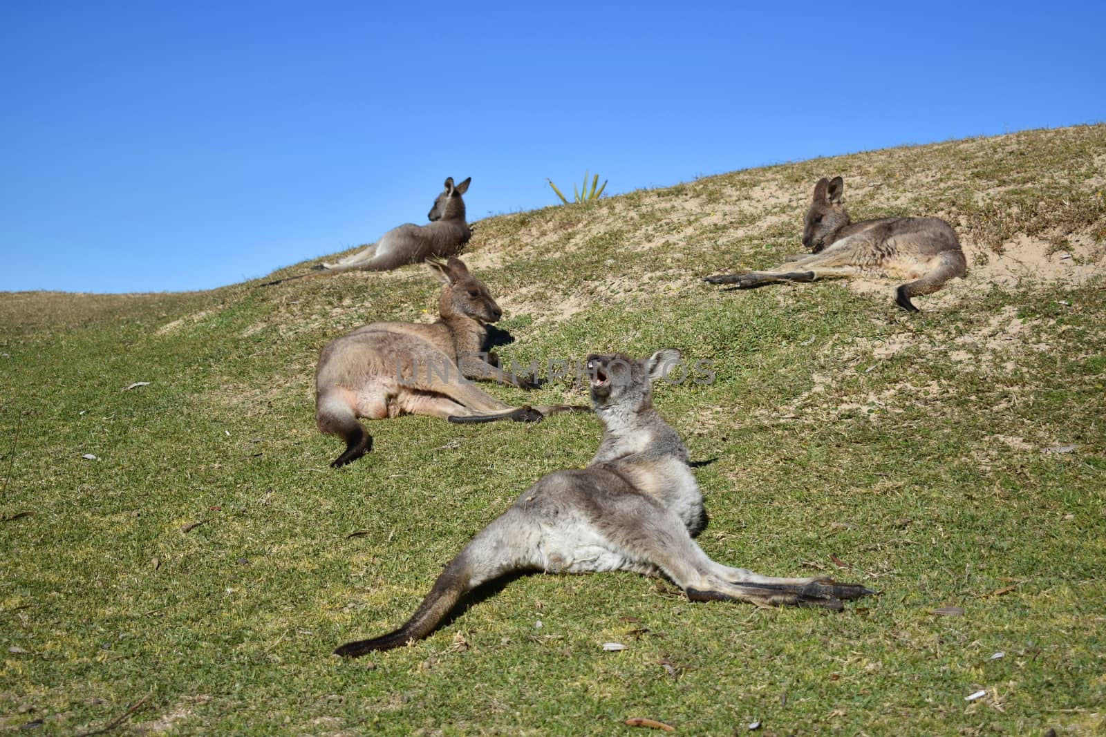 Four kangaroos resting on a grassy hill