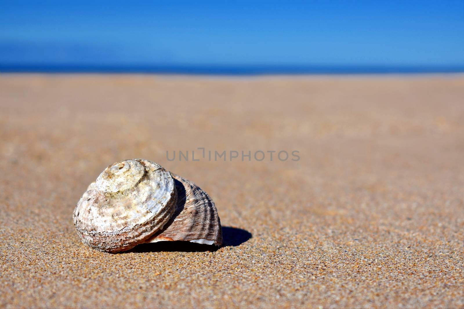 A lone shell on sand at the beach