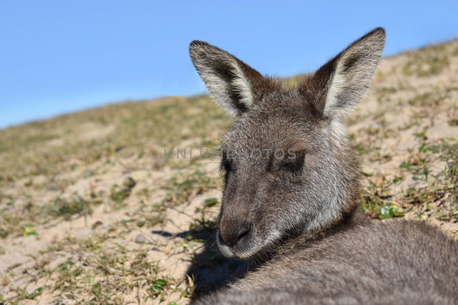 A kangaroo resting on grass