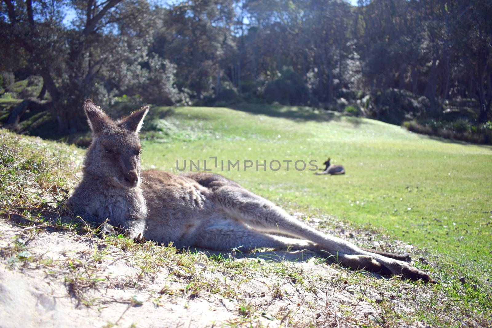 A kangaroo resting on grass