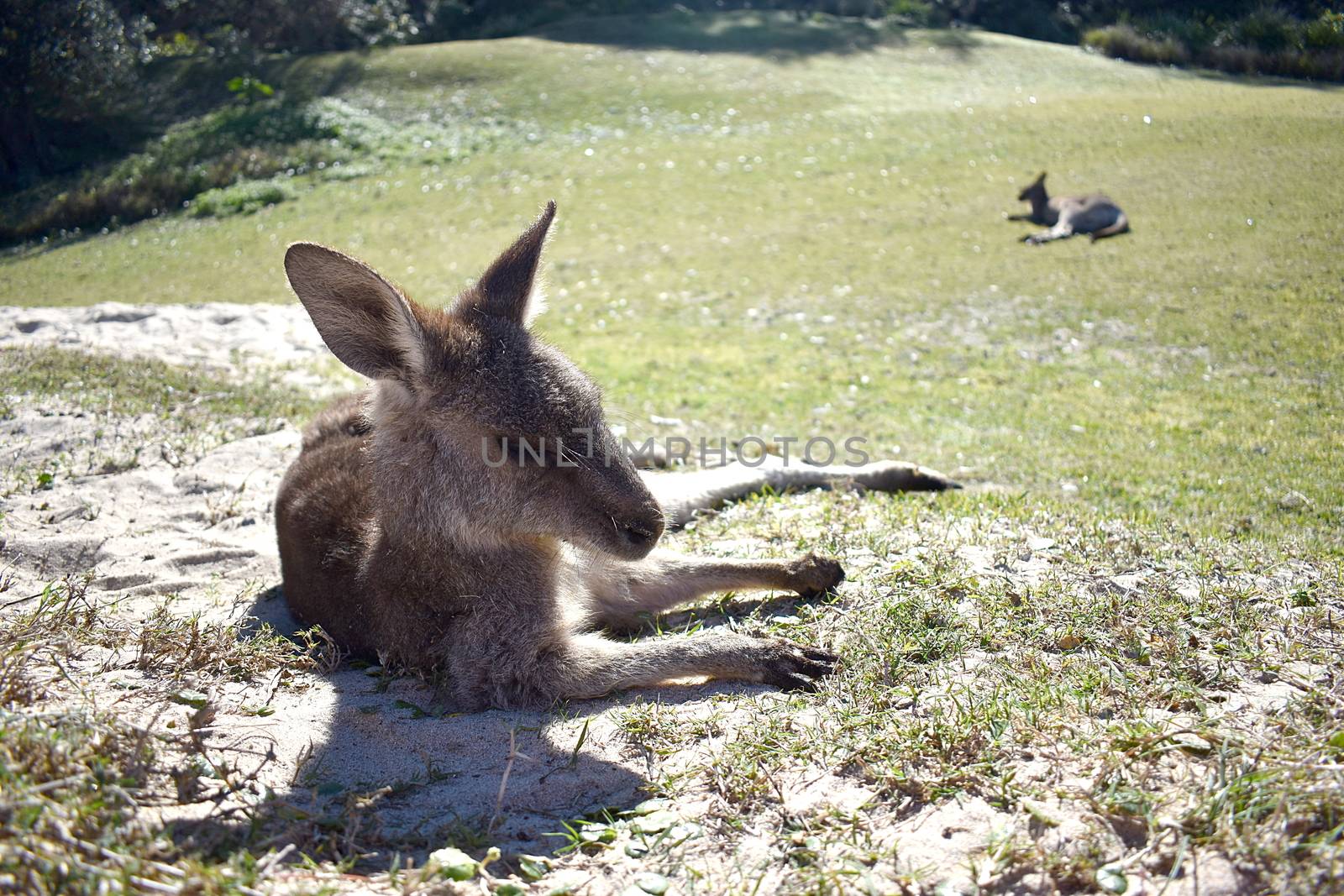 A kangaroo resting on grass