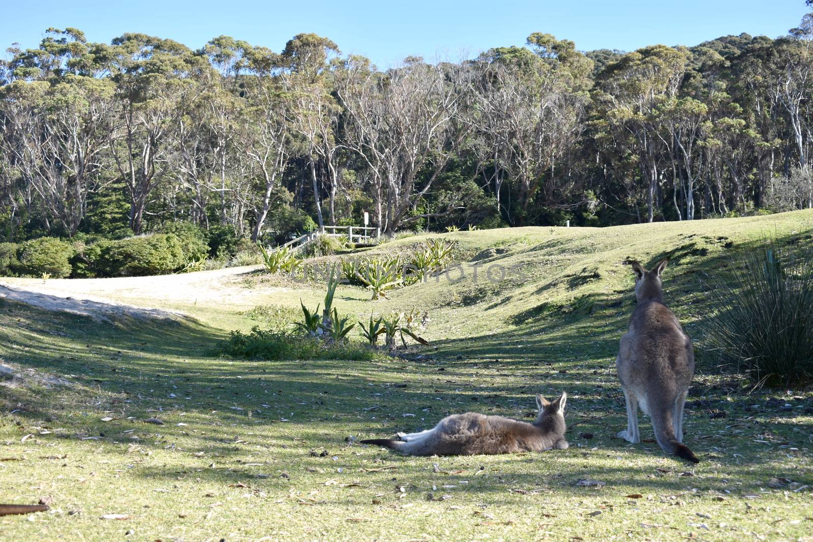 A mother and joey kangaroo resting on grass