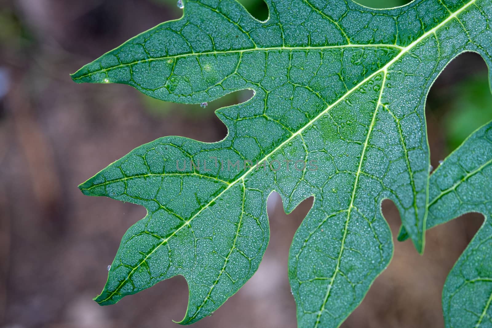 The fresh green leaves of a papaya tree for background use