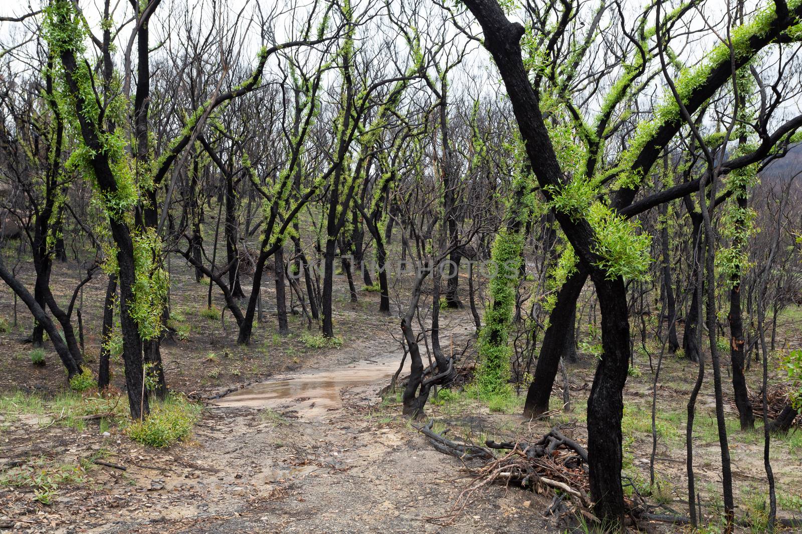 Fluffy leafed trees regeneration after bush fires by lovleah