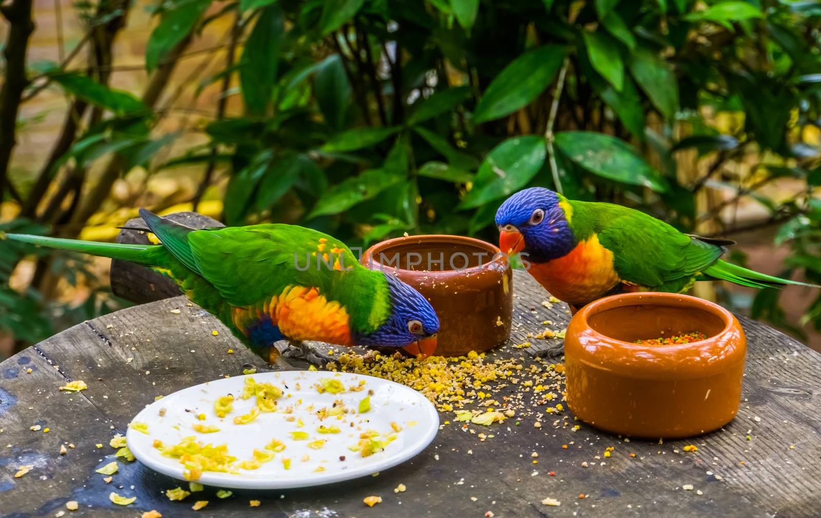 two rainbow lorikeets eating food together, bird diet, Tropical animal specie from Australia