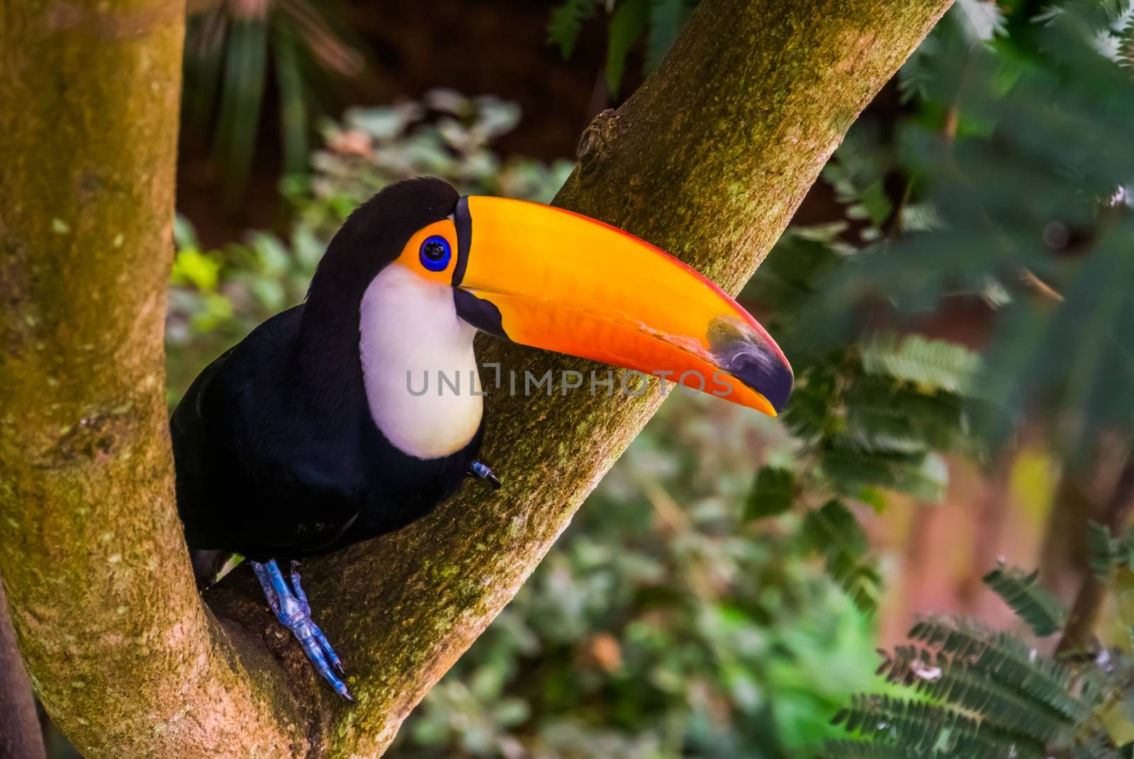 beautiful closeup of a toco toucan sitting in a tree, tropical bird specie from America