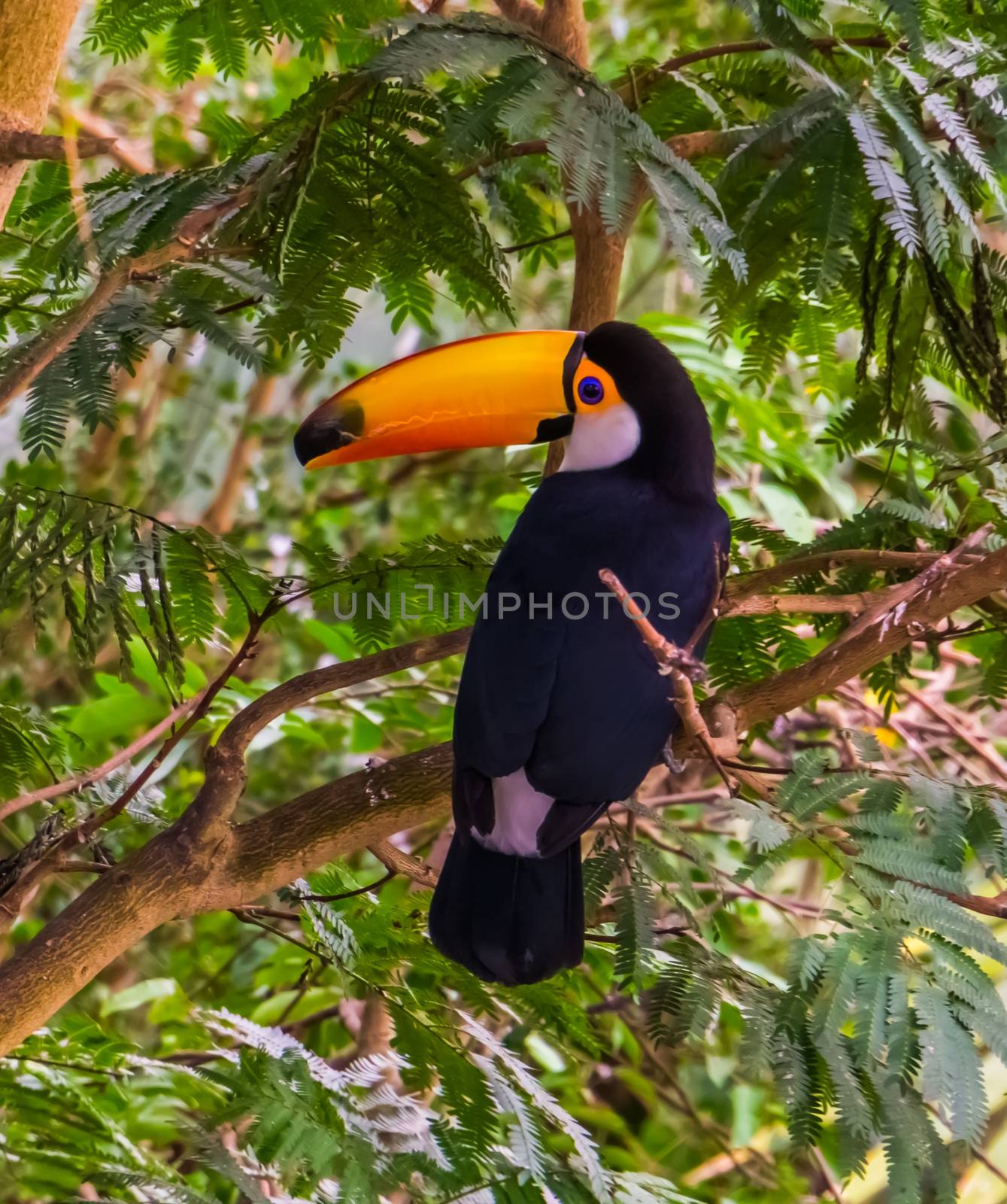 closeup and rear view of a toco toucan sitting in a tree, tropical bird specie from America by charlottebleijenberg