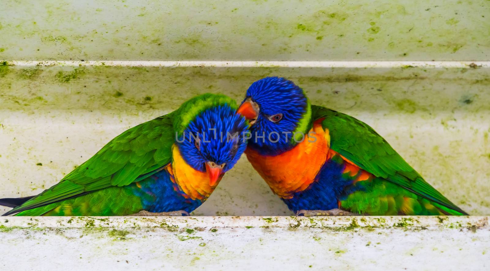 closeup of a rainbow lorikeet couple preening each other, Typical bird behavior, Tropical animal specie from Australia