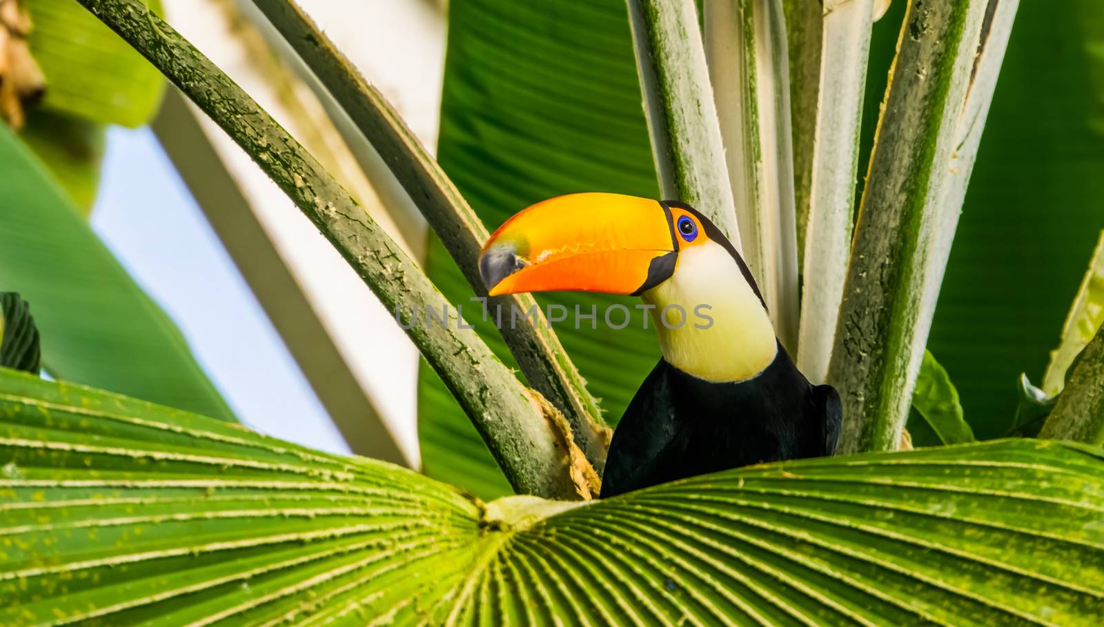closeup of a toco toucan sitting in a tropical tree, exotic bird specie from America