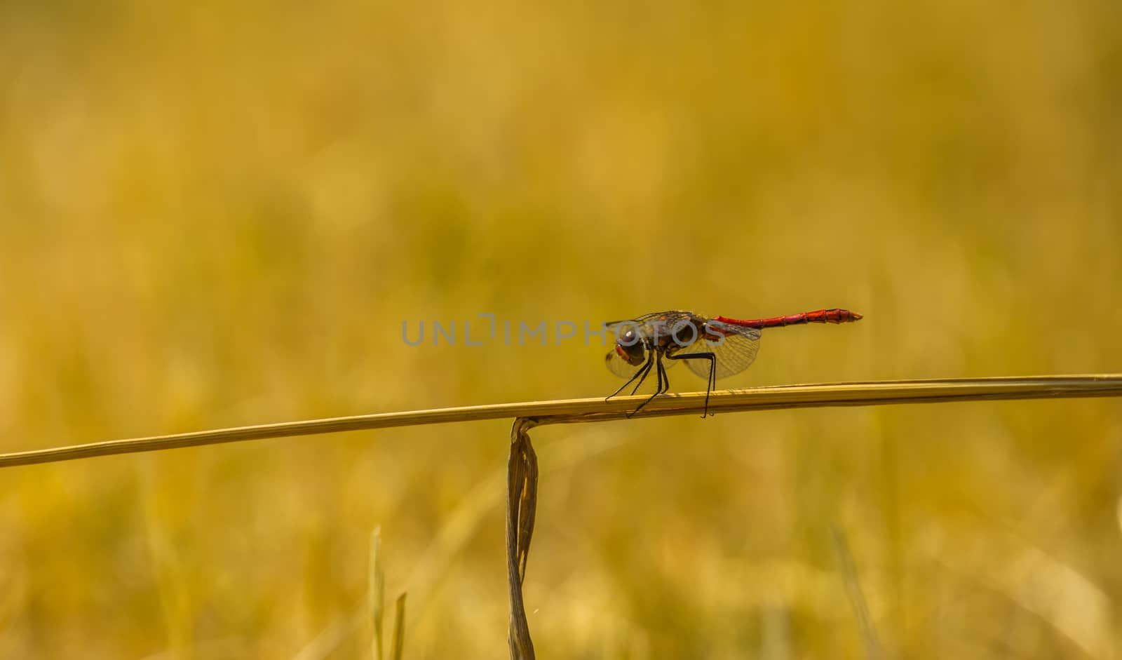 closeup portrait of a ruddy darter sitting on a blade of grass, fire red dragonfly, common insect specie from Europe