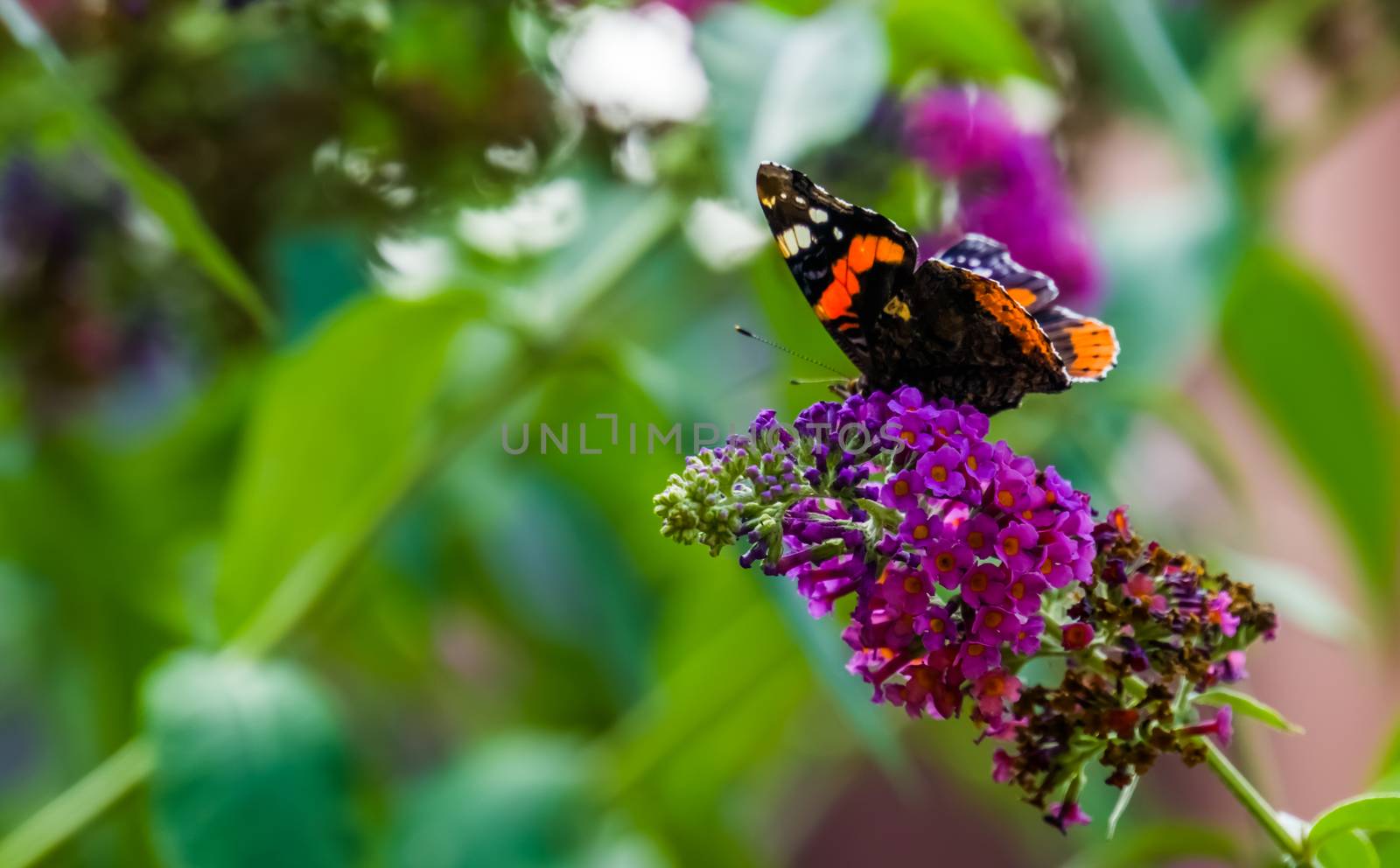 side view of a red admiral butterfly on a butterfly bush, common insect specie from Europe by charlottebleijenberg