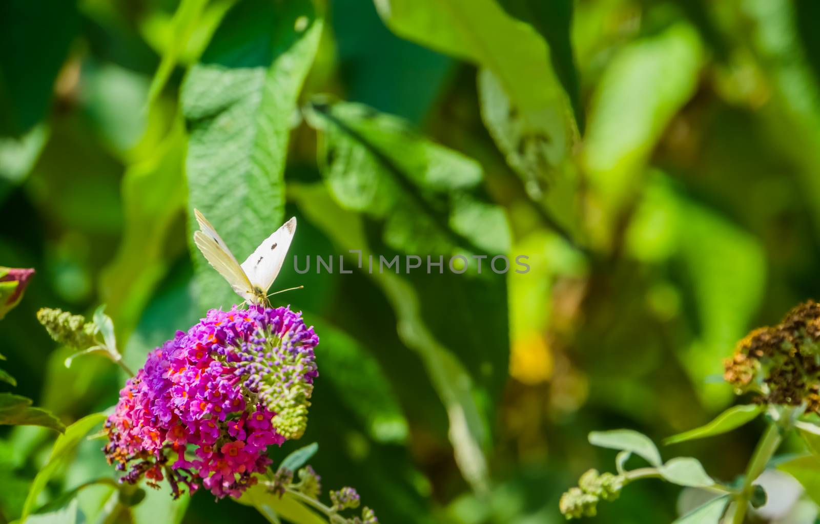 front closeup of a white cabbage butterfly on a butterfly bush, common insect specie from Europe