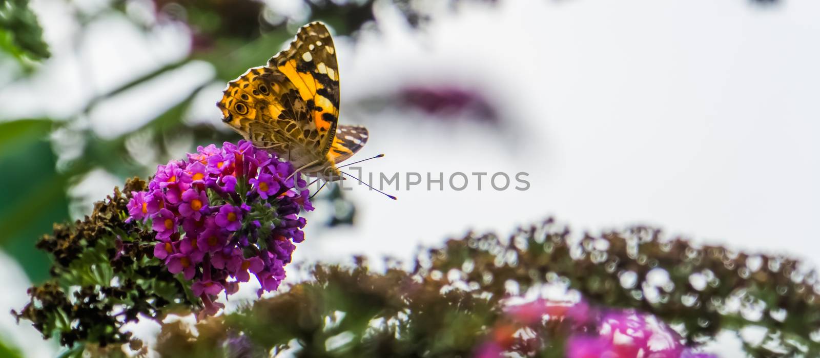 beautiful macro closeup of a painted lady butterfly, common cosmopolitan insect specie