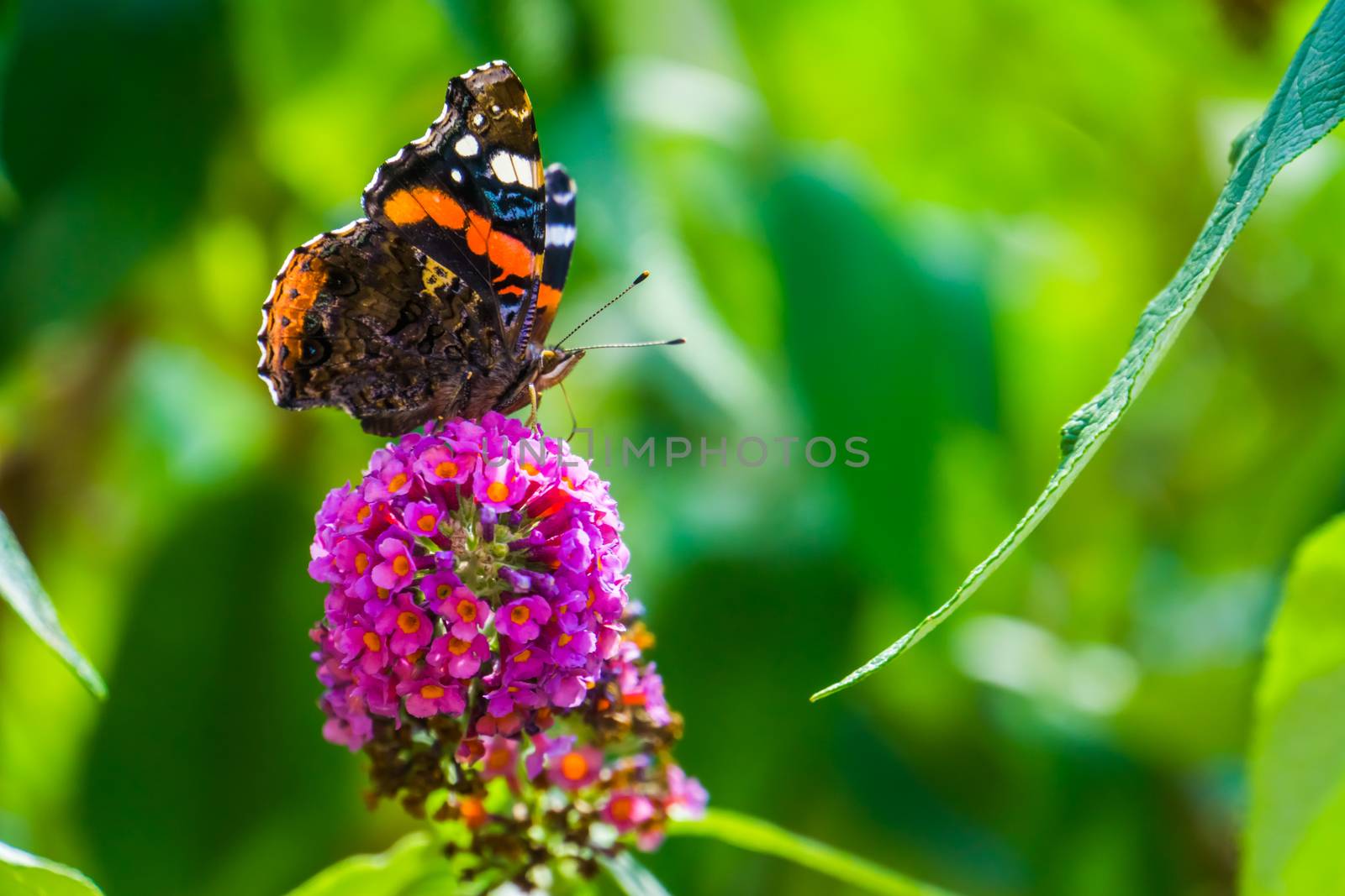 Macro closeup of a red admiral butterfly, common insect specie from Europe by charlottebleijenberg
