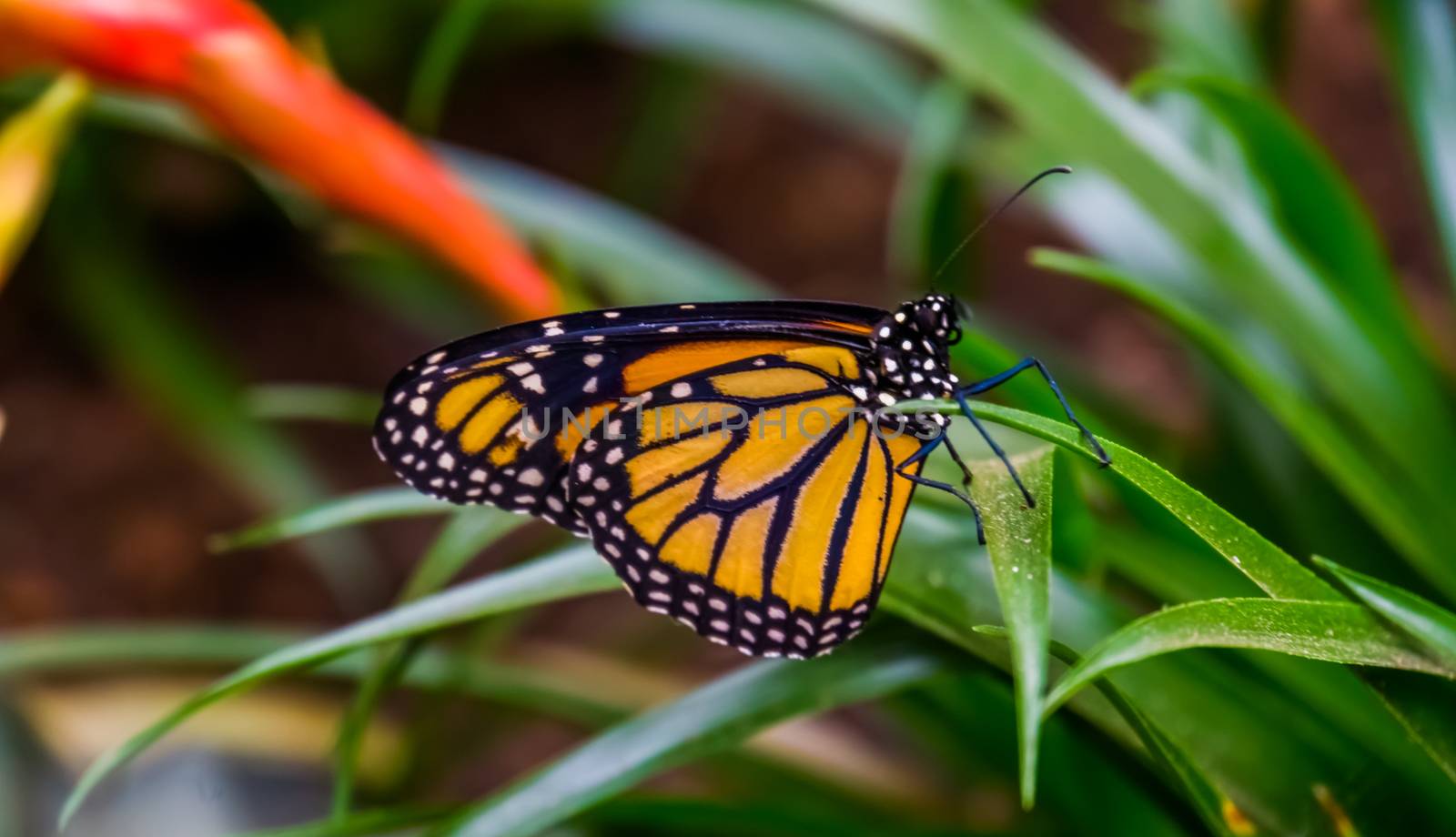 macro closeup of a monarch butterfly, colorful tropical insect specie from America