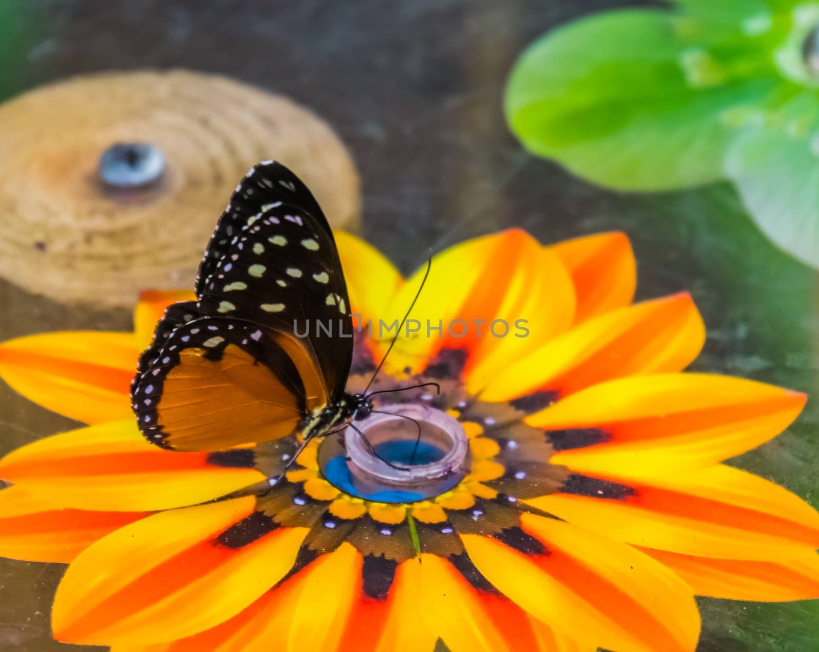 macro closeup of a tiger long wing butterfly drinking nectar, colorful tropical insect specie from Mexico and peru