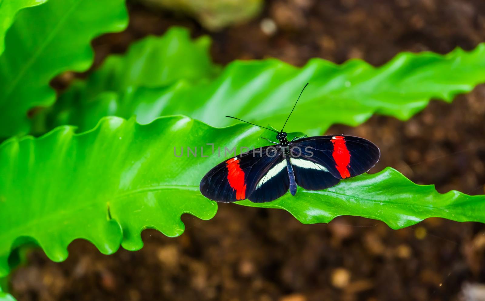 macro closeup of a small red postman butterfly with open wings, tropical insect specie from Costa Rica, America