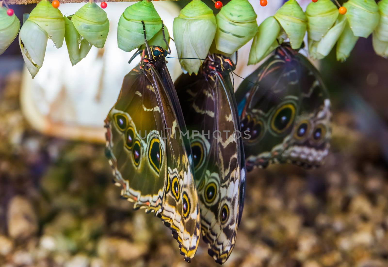 closeup of peleides blue morpho butterfies coming out of their cocoons, tropical insect specie from America by charlottebleijenberg