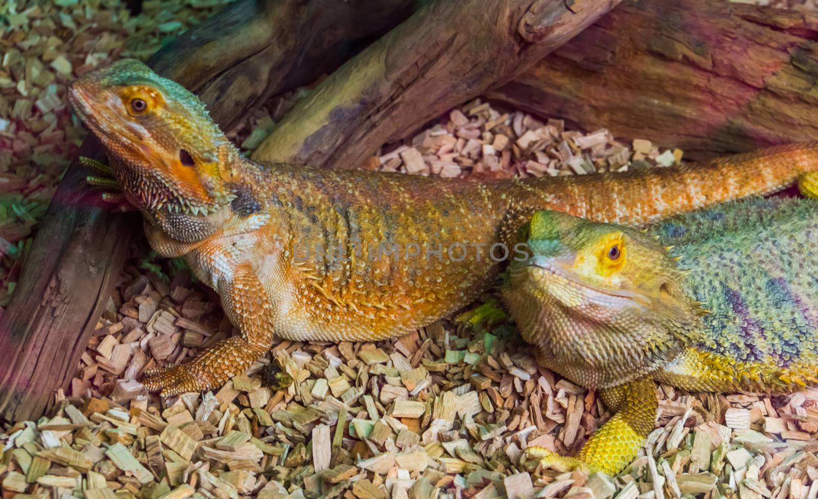 bearded dargon lizard couple together, tropical reptile specie, popular terrarium pet in herpetoculture by charlottebleijenberg