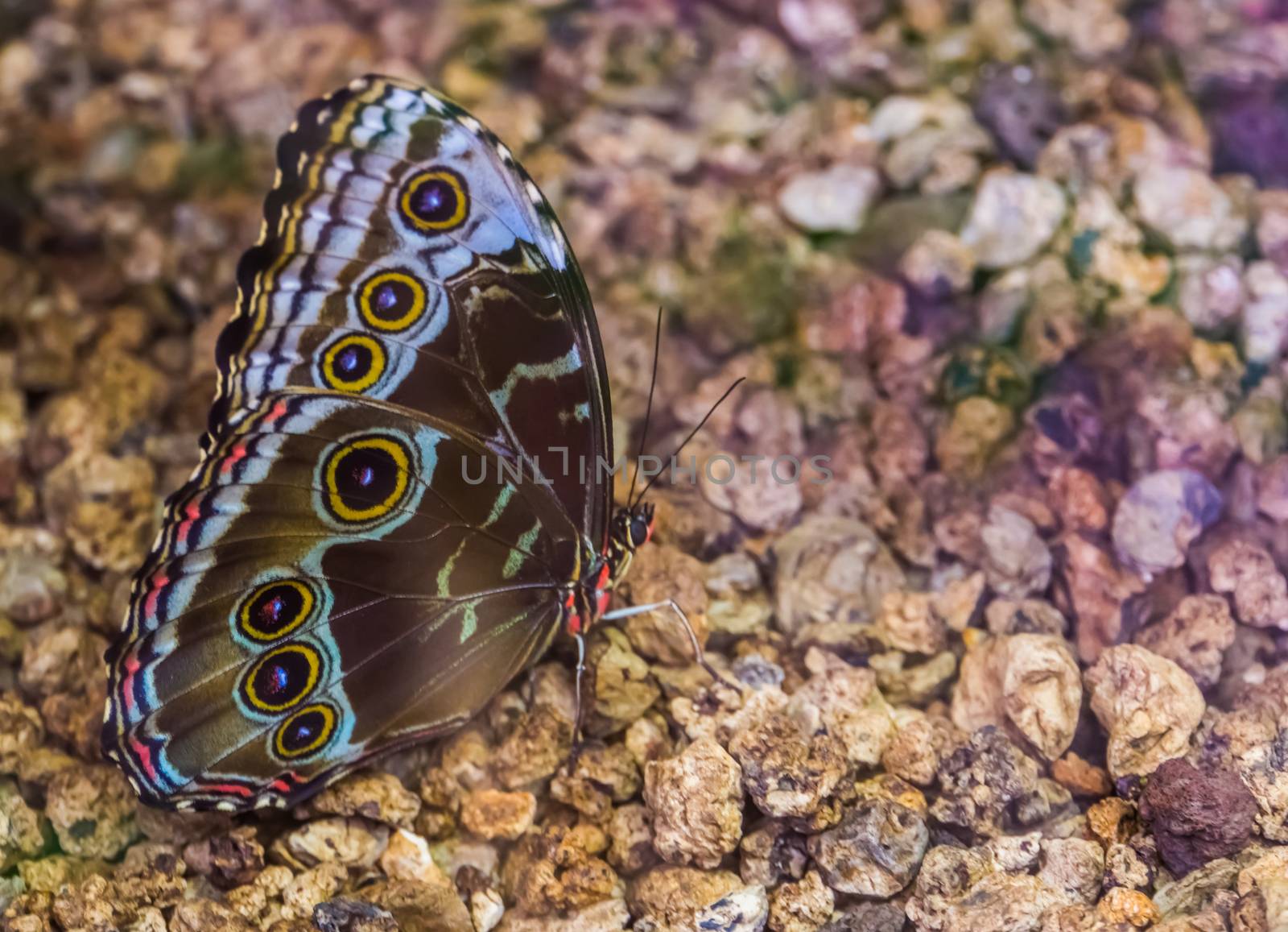side macro closeup of a blue morpho butterfly, tropical insect specie from America