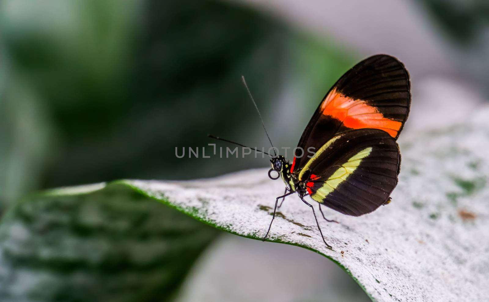 macro closeup of a small red postman butterfly sitting on a leaf, tropical insect specie from Costa Rica, America by charlottebleijenberg