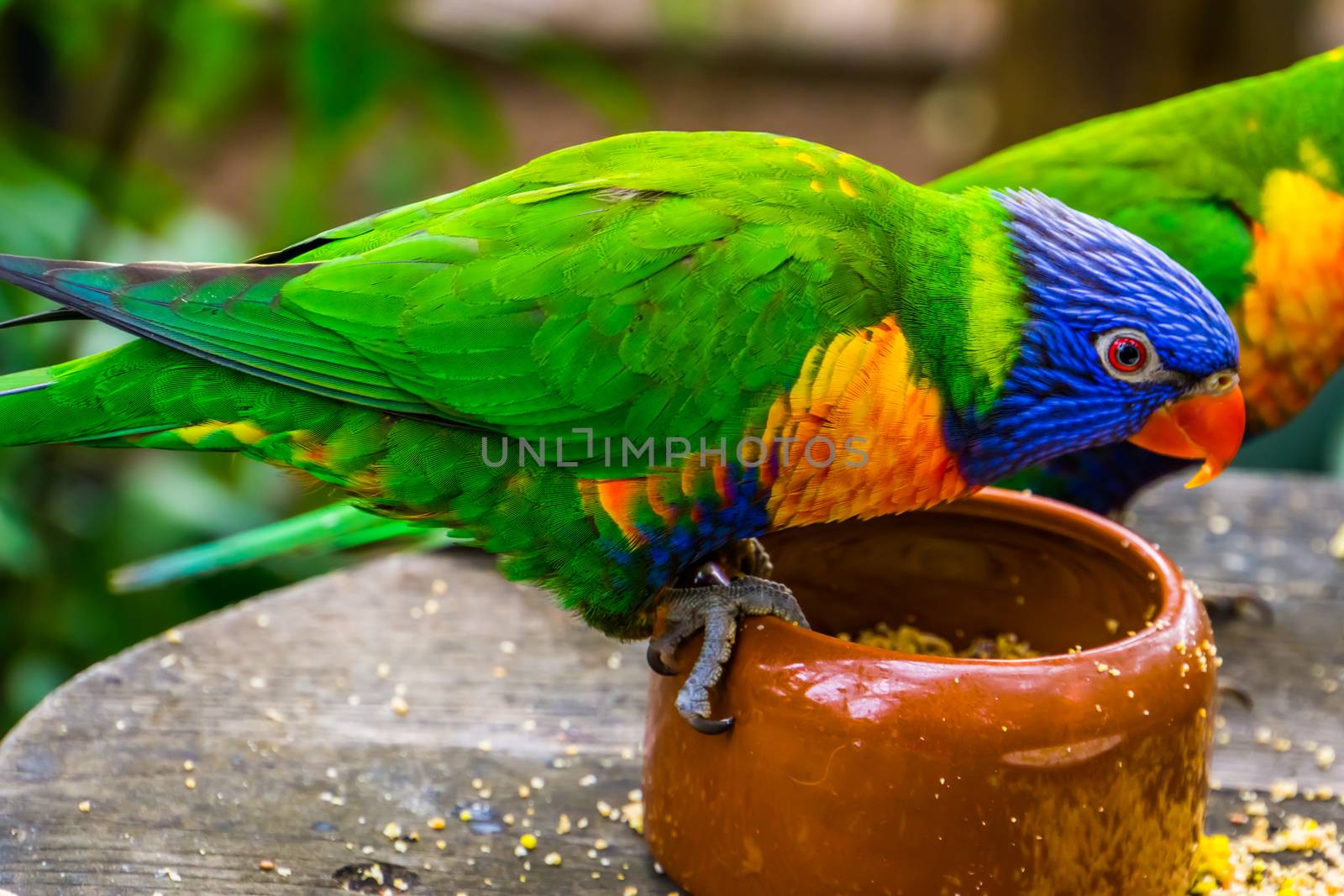 closeup of a rainbow lorikeet eating from a feeding bowl, bird diet, Tropical animal specie from Australia