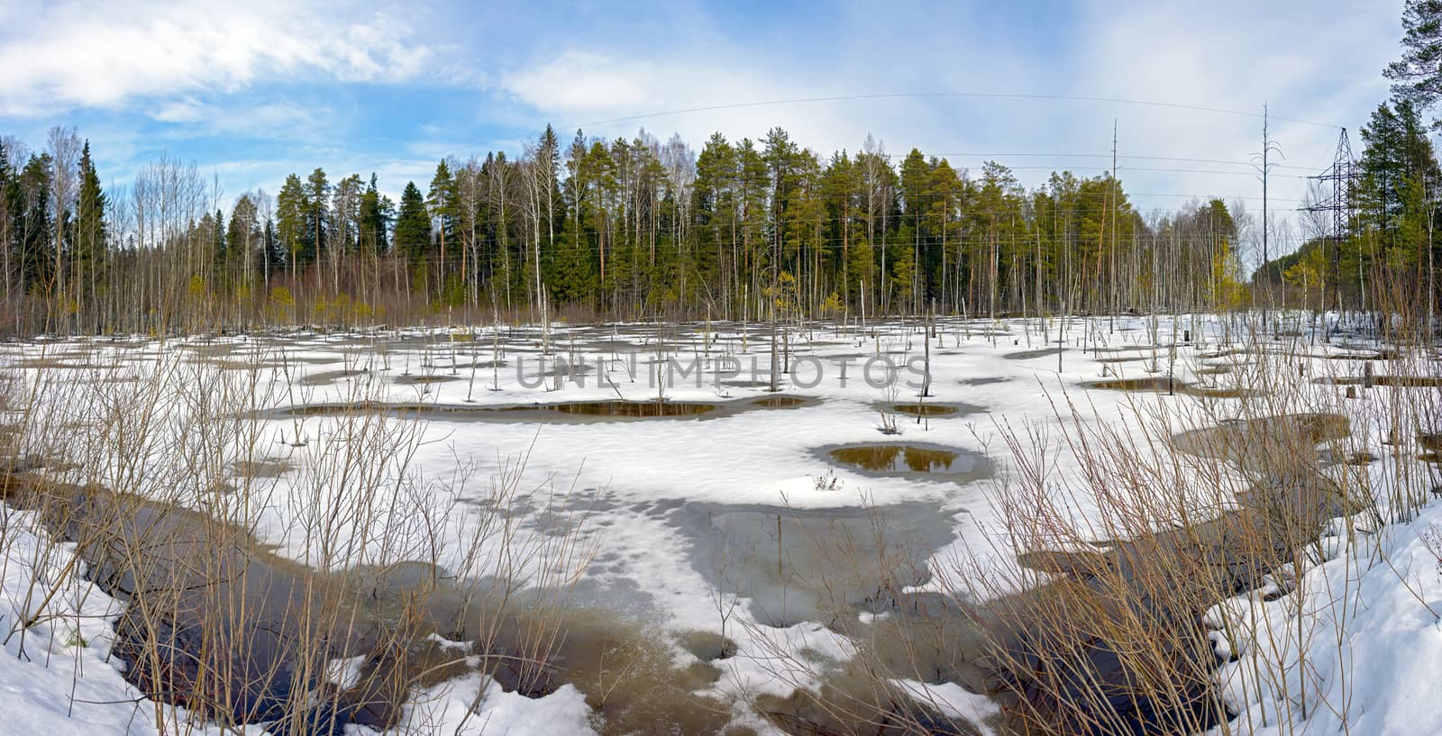 A swamp swollen from meltwater is preparing to leave the banks on the background of coniferous forest.