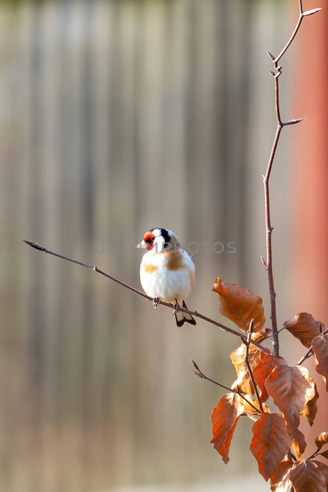 small bird colored European goldfinch or goldfinch (Carduelis carduelis) perched on twig, Europe, Czech Wildlife