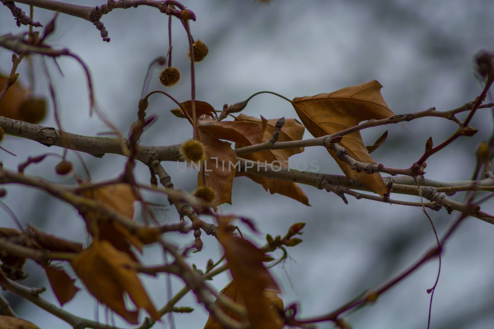 Several withered leaves on a branch in the moody autumn. by justbrotography