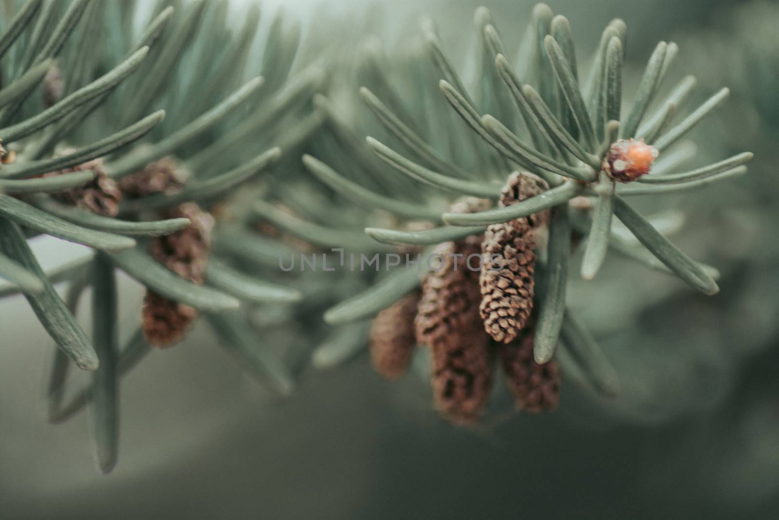 A macro image of several miniature cones on a pine tree.