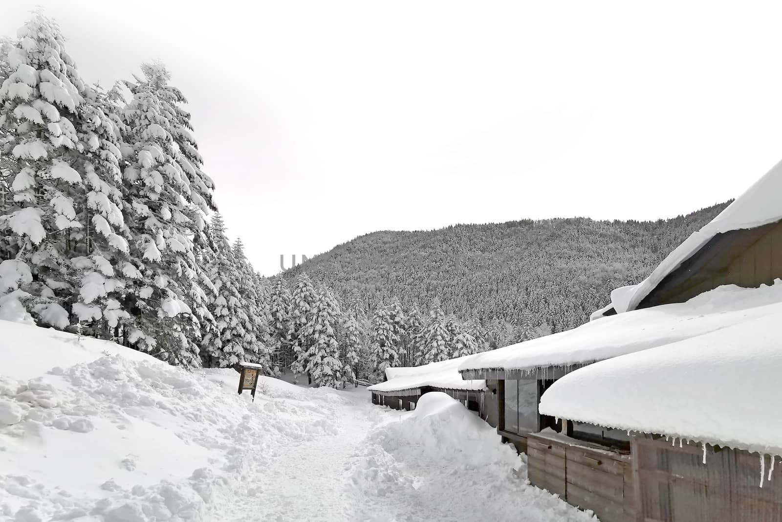 The wooden house, trees with snow in Japan mountains