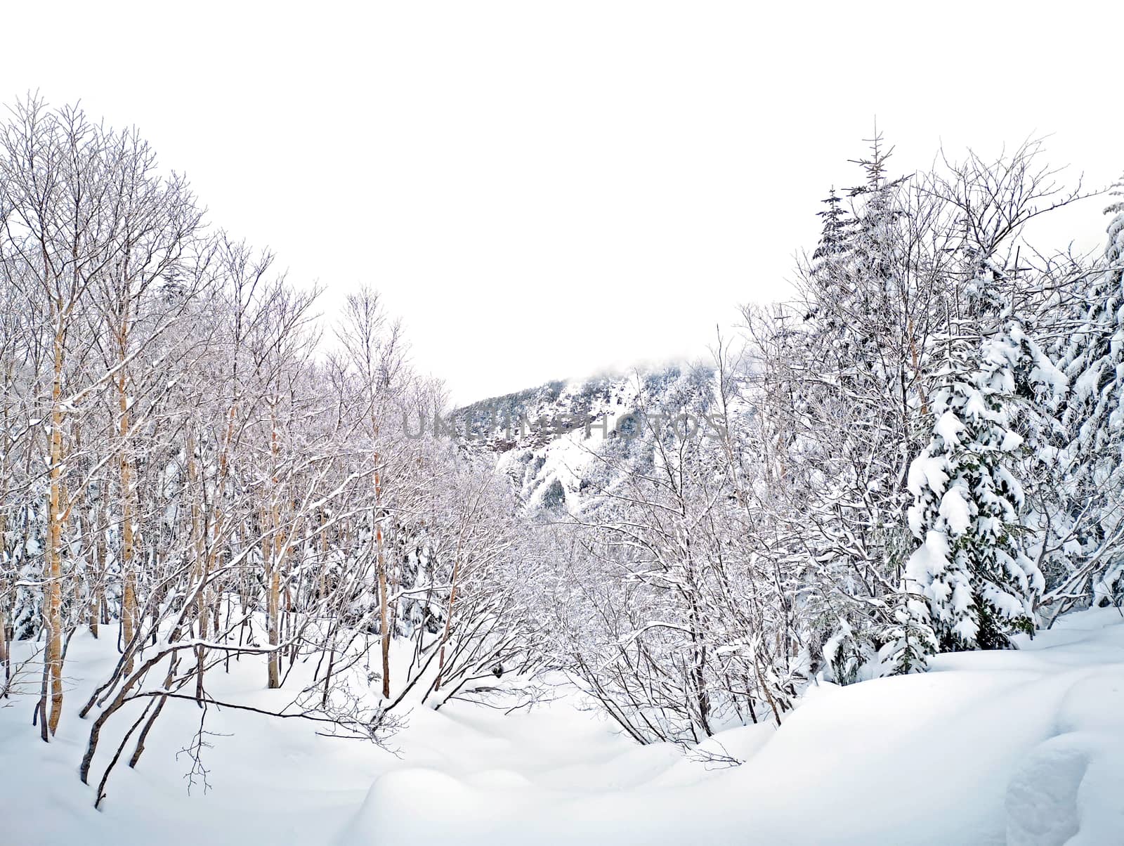 natural snow hill and tree in Japan Yatsugatake mountains
 by cougarsan