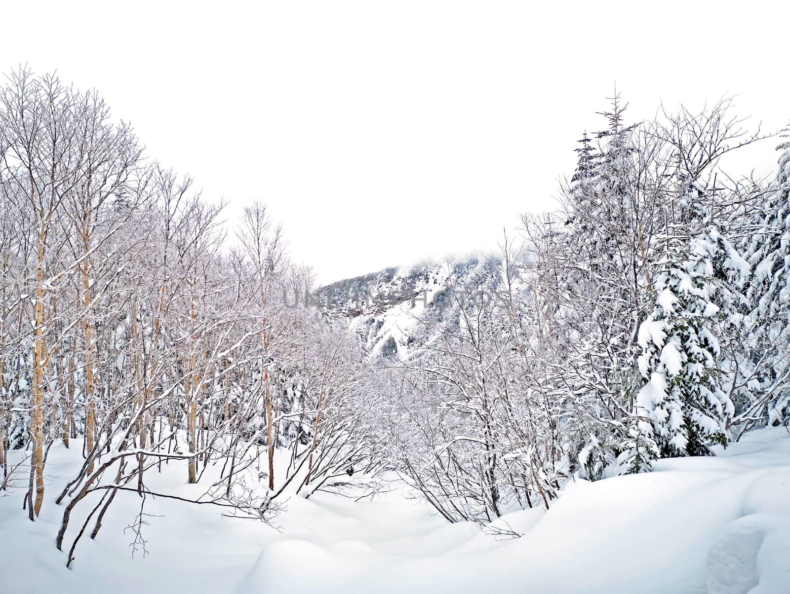 The natural snow hill and tree in Japan Yatsugatake mountains
