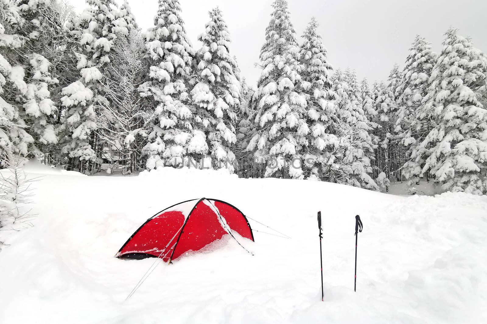 The red tent and hiking sticks, natural snow hill in Japan Yatsugatake mountains
