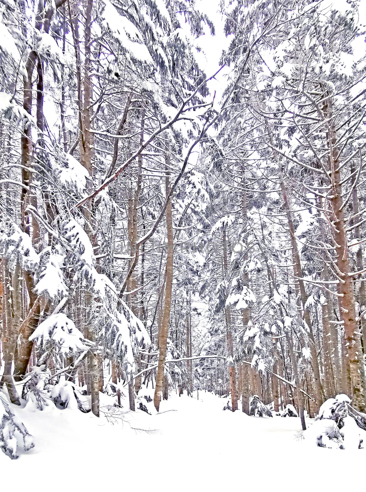The natural snow footpath and tree in Japan Yatsugatake mountains
